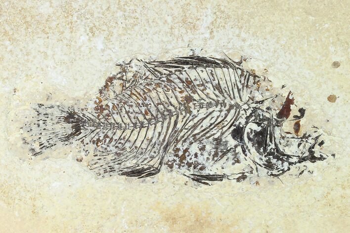 Bargain, Fossil Fish (Cockerellites) - Wyoming #144160